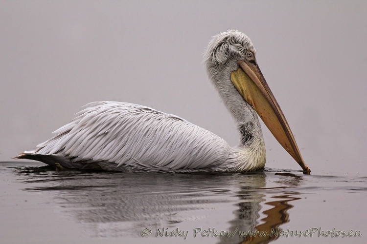 WildLife Photos of Birds, Pelicans & cormorants, Dalmatian Pelican, Pelecanus crispus